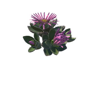 Flower_Faucaria tigrina4 2